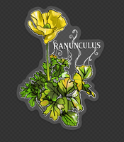 Ranunculus Die Cut Sticker - Clear